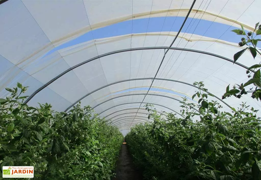 Serre Professionnelle Richel En Acier Et Polyéthylène 8 X 30 M 4 Serre Professionnelle Richel En Acier Et Polyéthylène 8 X 30 M – Image 2