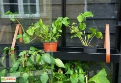 Mini Serre De Jardin En Verre Trempé – Juliana City -Jardinage Soldes mini serre jardin verre trempe aluminium juliana city 4