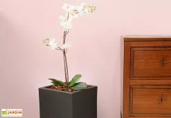 Farmet New Pot De Fleurs En Polyéthylène Atlantis – 30 X 30 X 47 Cm