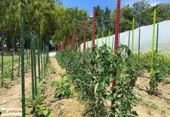 Tuteur Avec Attaches Mikado Cerise 150 Cm (Lot De 6) -Jardinage Soldes tuteurs tomates colores plastique 150cm 3